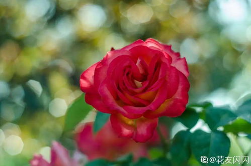 花卉选择与养护