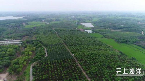 荆门沙洋苗木产业发展现状