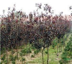 科研价值：植物研究的宝贝