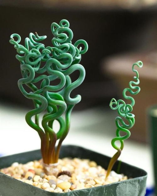 将大颗多肉植物巧妙拆分，如何完美嵌入核心关键词