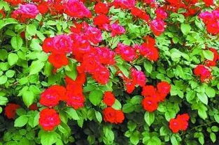 北京红月季的诞生