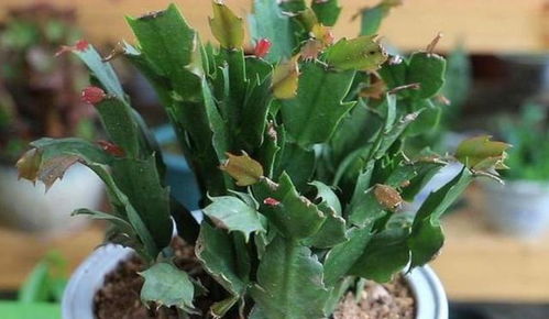 佛手掌花夏天如何避免叶片枯萎？