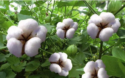 棉花一般在花开后45-60天可以摘