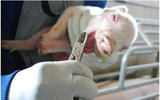 如何通过强化后备母猪管理和乳房卫生，有效减少猪链球菌感染风险？