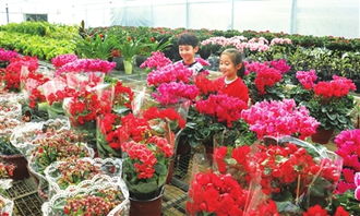 西安花卉市场：花团锦簇， 品种繁多