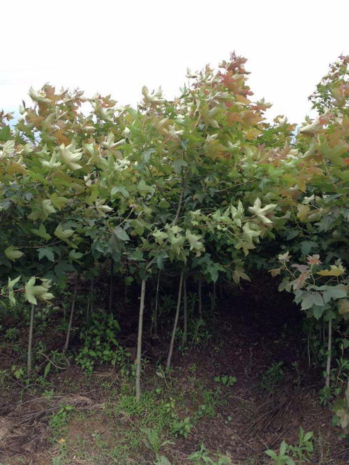 园艺爱好者的心头好