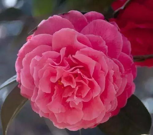 为何茶花花蕾会干枯？