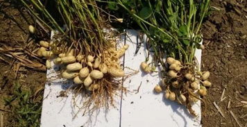 开花期的花生控旺， 用药需小心