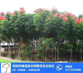 栾树苗木基地在哪里？