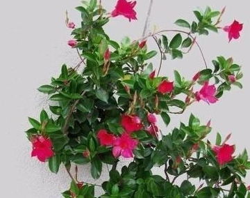 万年藤养护秘籍：如何让它绿意盎然 远离黄叶落叶