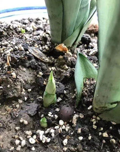 水鬼蕉养殖，需选排水良好土壤