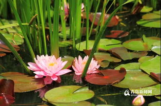 荷花，水中仙子