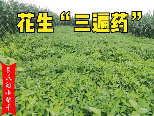 花生黄锈病，如何是好？