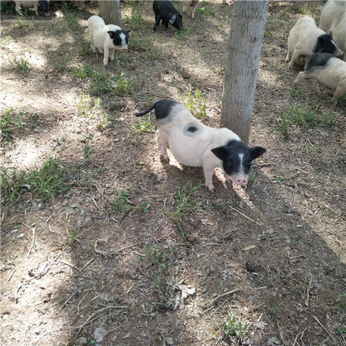 巴马香猪种猪价格波动，养殖前景如何