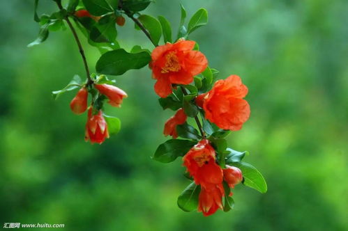 石榴花：夏日浪漫之花