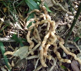 木头的秘密语言