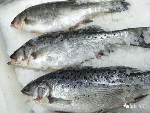 海鲈鱼与淡水鲈鱼，水域差异显著