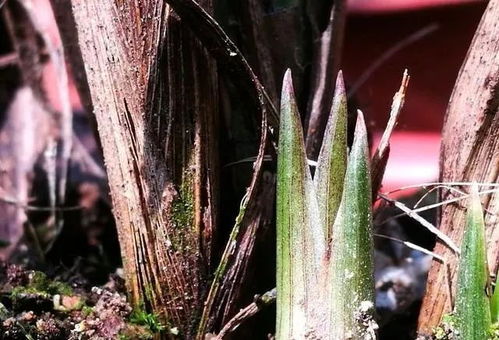 春化作用：低温处理， 促进花芽分化