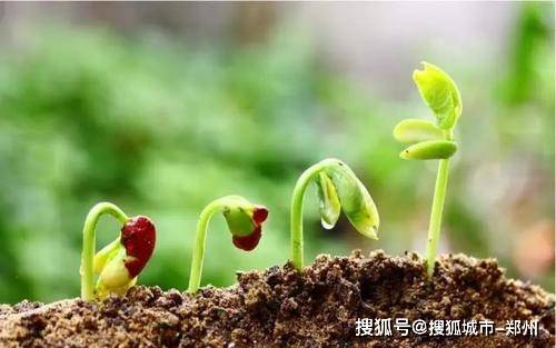 第三招：肥料换新颜