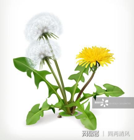 六、 蒲公英：清热解毒，简单易种