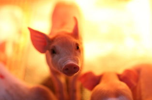 创新“龙头引领”养殖模式，推动猪业产业升级