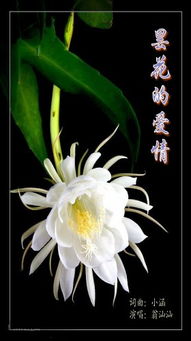 昙花为何突然不爱开花？