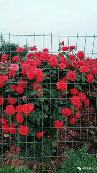 月季花开， 情牵万里