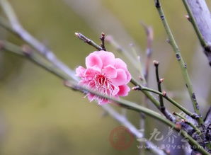 腊梅花的季节与观赏