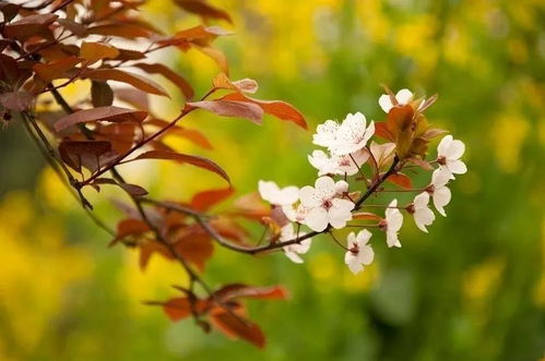 紫叶李病虫害防治技术中，如何有效运用生物防治方法来降低病虫害发生率