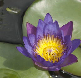 养水养睡莲， 注意事项要记牢