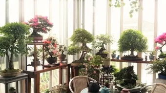 阳台养花架如何设计？如何让空间更充分利用