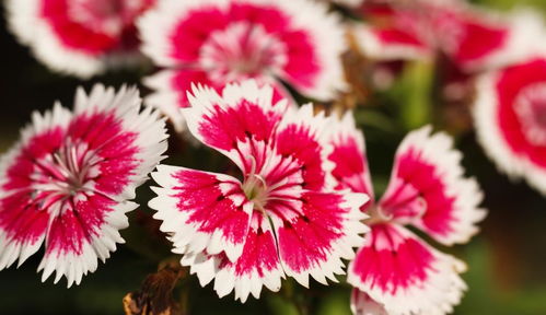 突然被问倒的问题：五月份嫩换盆吗？