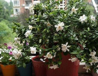 茉莉不开花？揭秘原因+神奇救花术！