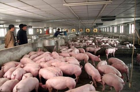 养猪场氨气浓度多少才算符合正常标准？