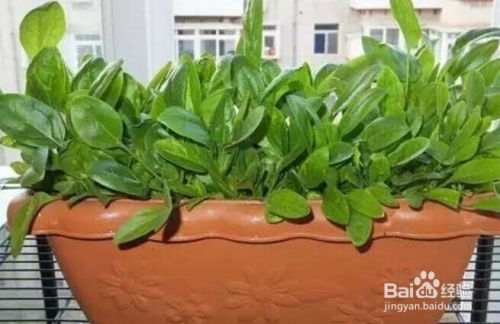 盆栽菠菜，光照充足即可！