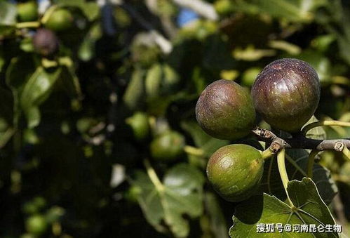 果树施什么肥果子更甜？