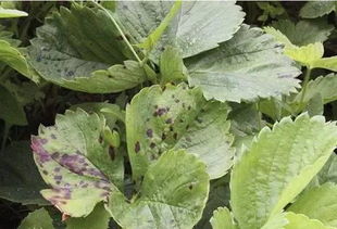 喹啉铜农药的救星作用