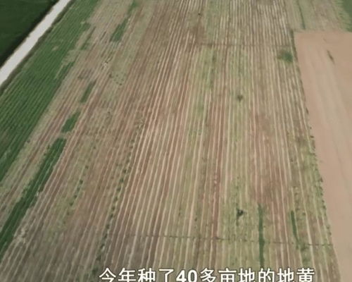 液体地膜是否可以替代传统喷除草剂的地膜，实现环保种植？