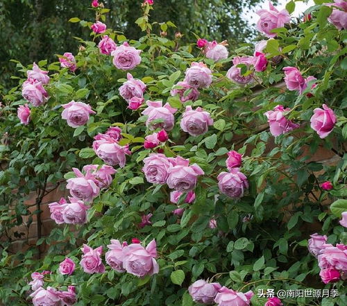 牵引：枝条的舞蹈