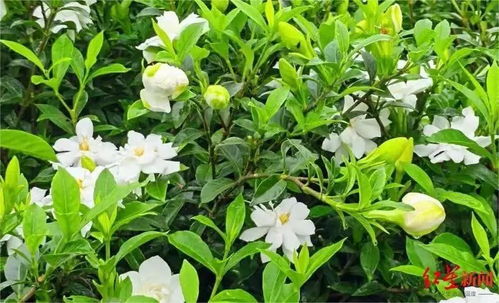 栀子花茶采摘与制作