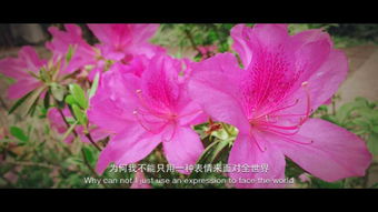 寻找那抹翠色中的紫色