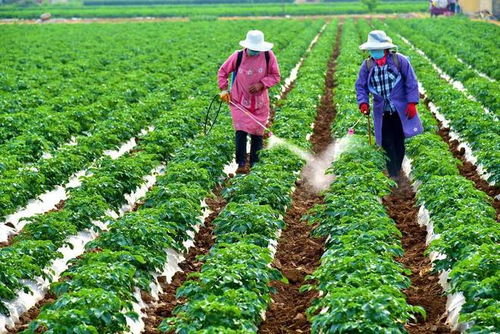 室内植物的选择， 美化你的居家环境