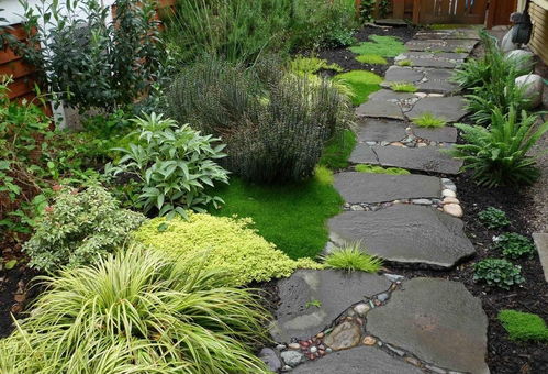 成者阝植物园的新星：橐吾