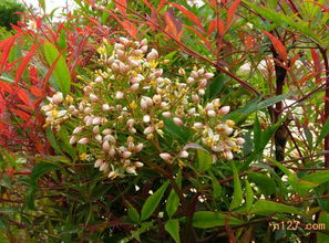 水分管理要细心