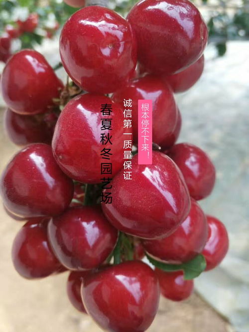 种植后的注意事项