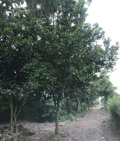 播种繁殖：种子采集与处理