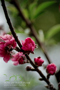 桃花为何凋零了？