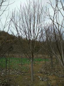 施肥那些基础事儿