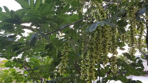 五角枫种植小技巧：三不原则