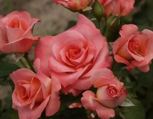 大花月季的品种大揭秘